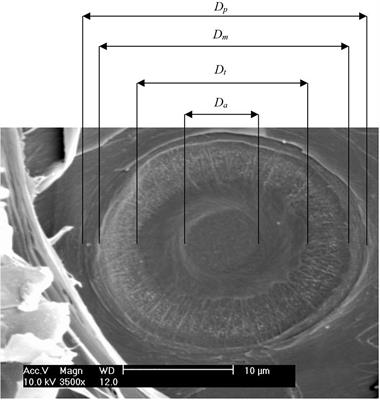 Tracheid and Pit Dimensions Hardly Vary in the Xylem of Pinus sylvestris Under Contrasting Growing Conditions